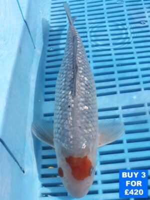 6147 Gin Rin Ochiba 10to12in £160