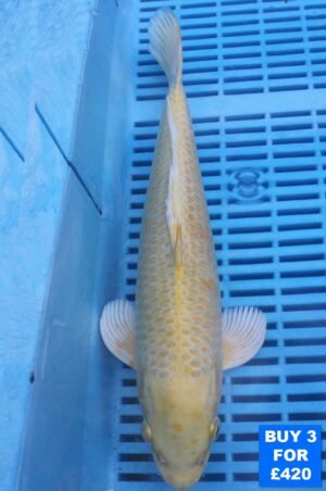 6148 Yamabuki 10to12in £160