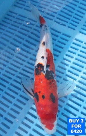 6149 Sanke 10to12in £160