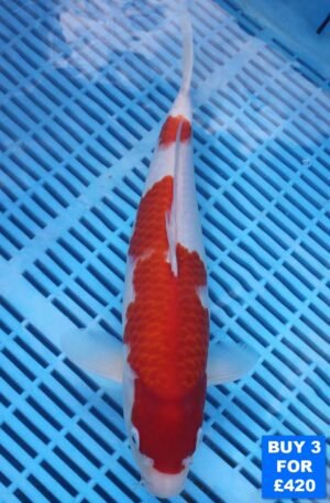 6150 Kohaku 10to12in £160