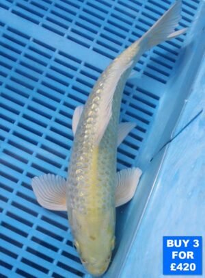 6151 Gin Rin Yambuki 10to12in £160