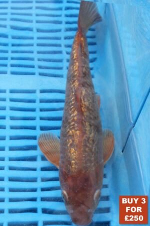 6160 Gin Rin Chagoi 8to10in £99