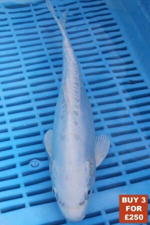 6161 Doitsu Platnum Ogon 8to10in £99