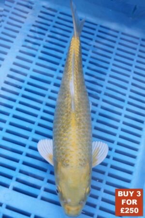 6162 Gin Rin Yambuki 8to10in £99