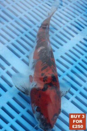 6163 Doitsu Goshki 8to10in £99