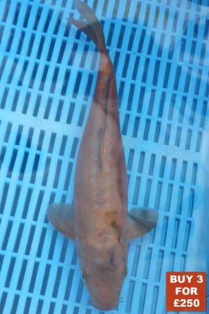 6164 Doitsu Chagoi 8to10in £99