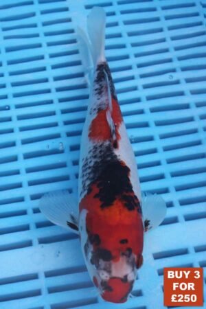 6165 Goshki 8to10in £99