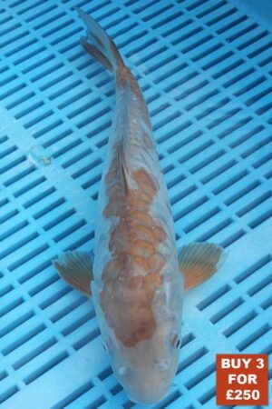 6166 Doitsu Ochiba 8to10in £99