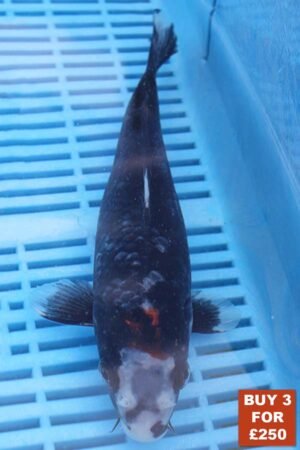 6167 Showa  8to10in £99