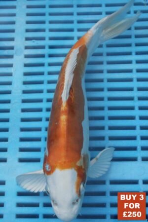 6168 Kikisui 8to10in £99