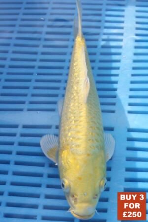 6169 Yamabuki 8to10in £99