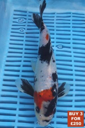 6170 Showa  8to10in £99