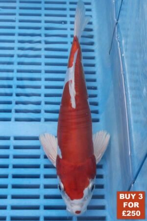 6172 Kikisui 8to10in £99