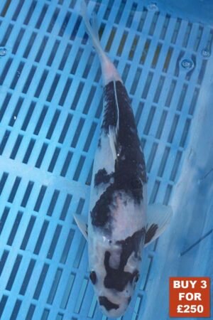 6173 Shiro Utsuri 8to10in £99