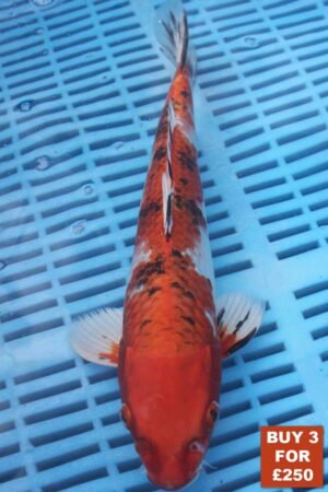 6175 Yamatonishki 8to10in £99