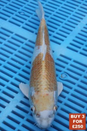 6176 Hariwake 8to10in £99