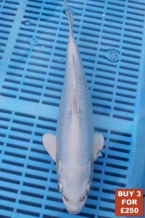 6177 Doitsu Platnum Ogon 8to10in £99