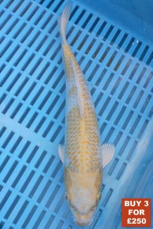 6178 Hariwake 8to10in £99