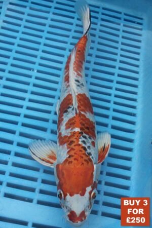 6179 Yamatonishki 8to10in £99