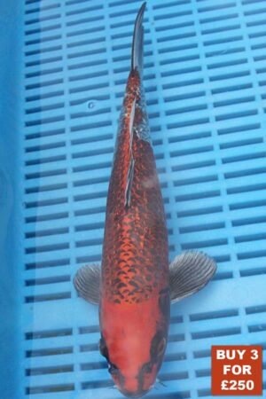 6180 Gin Rin Kujaku 8to10in £99