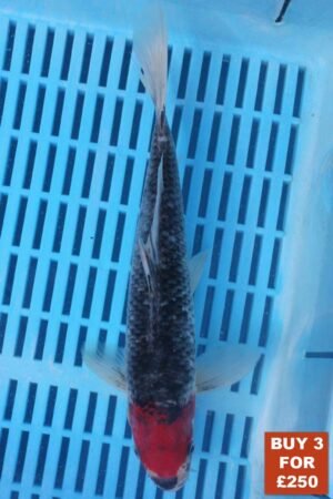 6181 Tancho Goshki 8to10in £99