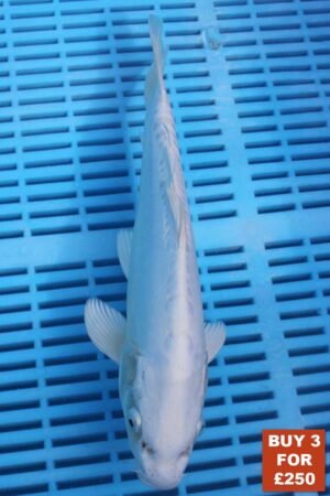 6182 Doitsu Platnum Ogon 8to10in £99