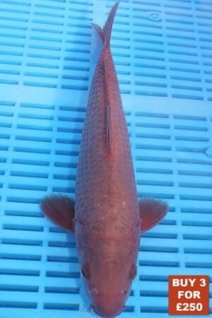 6184 Chagoi 8to10in £99