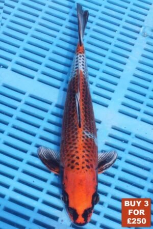 6185 Kujaku 8to10in £99