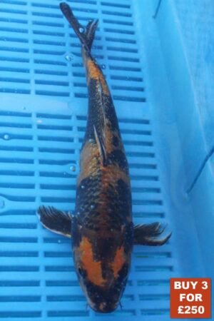 6186 Kin Ki Utsuri 8to10in £99