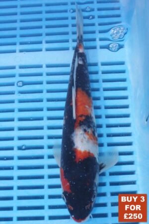 6187 Showa  8to10in £99