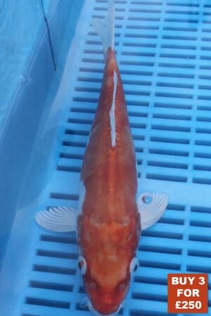 6188 Kikisui 8to10in £99