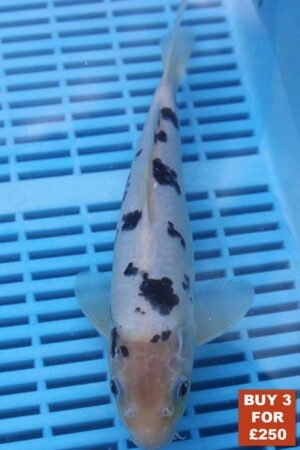 6189 Shiro Bekko 8to10in £99