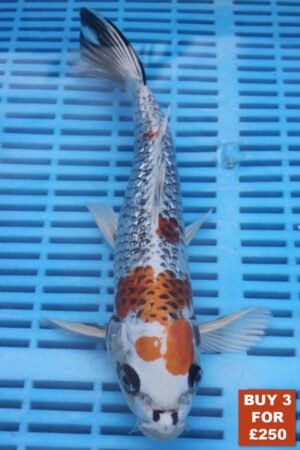 6190 Kujaku 8to10in £99