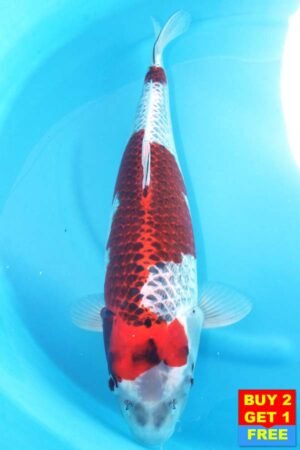 6200 Gin Rin Kujaku 58cm £850