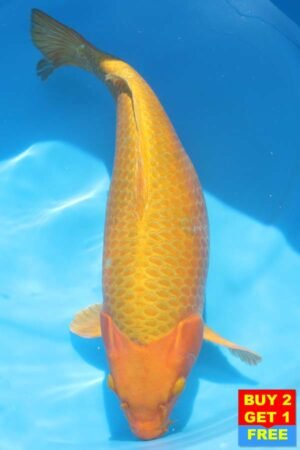 6201 Yamabuki 55cm £700