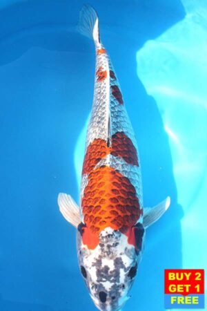 6202 Gin Rin Kujaku 58cm £850