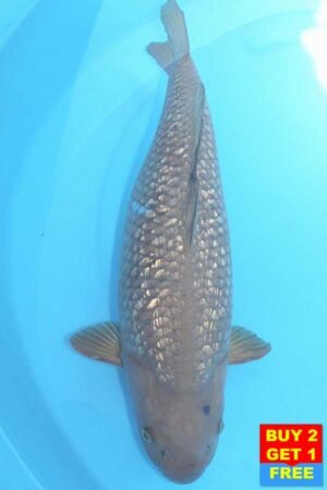 6203 Gin Rin Chagoi 52cm £650