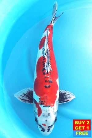 6204 Doitsu Kujaku 53cm £850