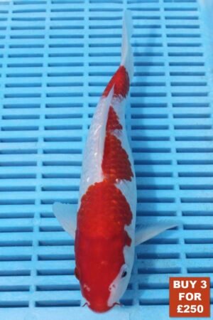 6210 Gin Rin Kohaku 8to10in £99