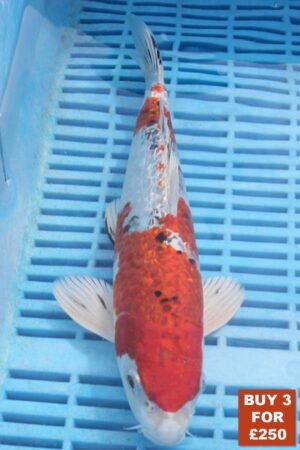 6211 Gin Rin Yamatonishki 8to10in £99