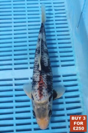 6212 Gin Rin Matsukawabake  8to10in £99