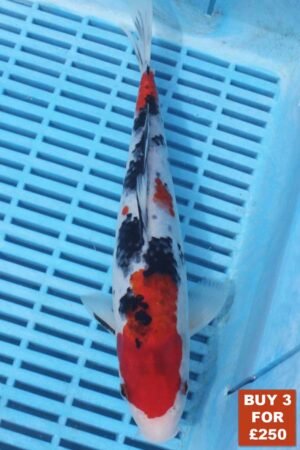 6213 Sanke 8to10in £99