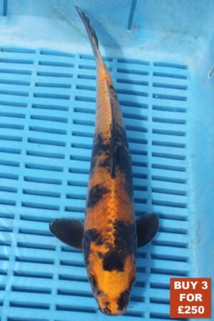 6214 Kin Ki Utsuri 8to10in £99