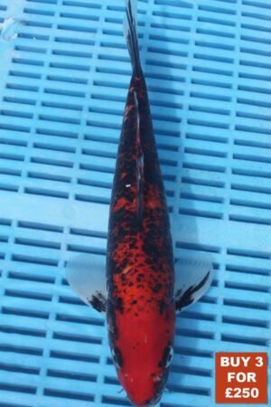 6215 Goshki 8to10in £99