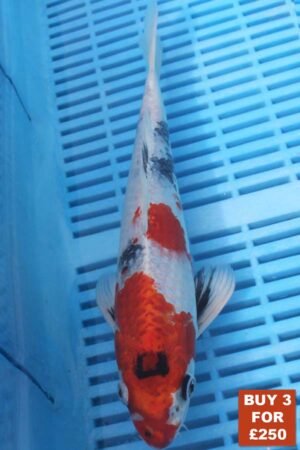 6216 Yamatonishki 8to10in £99