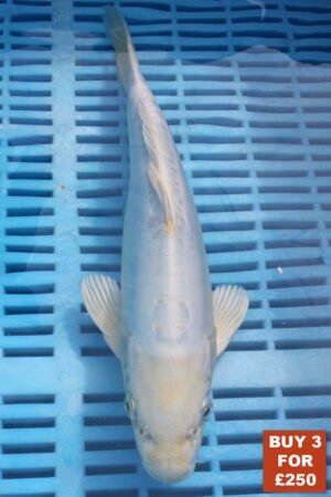 6217 Doitsu Platnum Ogon 8to10in £99