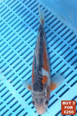 6218 Shusui 8to10in £99