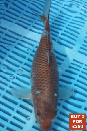 6219 Ochiba 8to10in £99