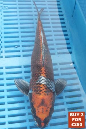 6220 Kujaku 8to10in £99