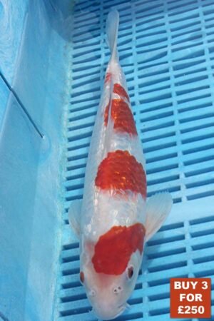 6221 Gin Rin Kohaku 8to10in £99